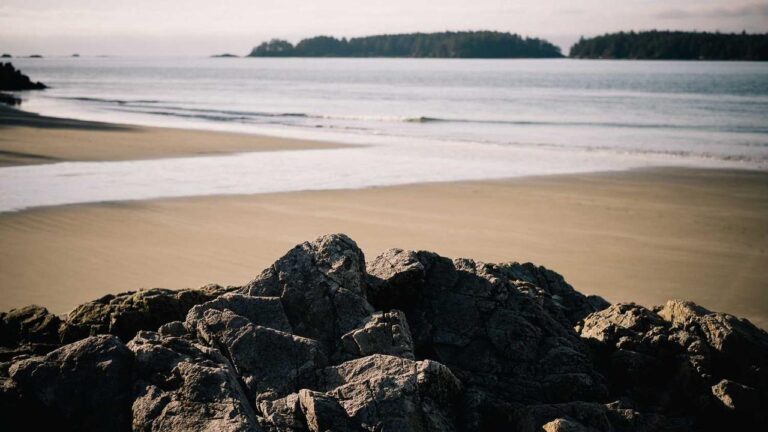 How To Play The Toss Feature On Cricbet99?